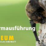 Fledermaus-Führung für Groß & Klein