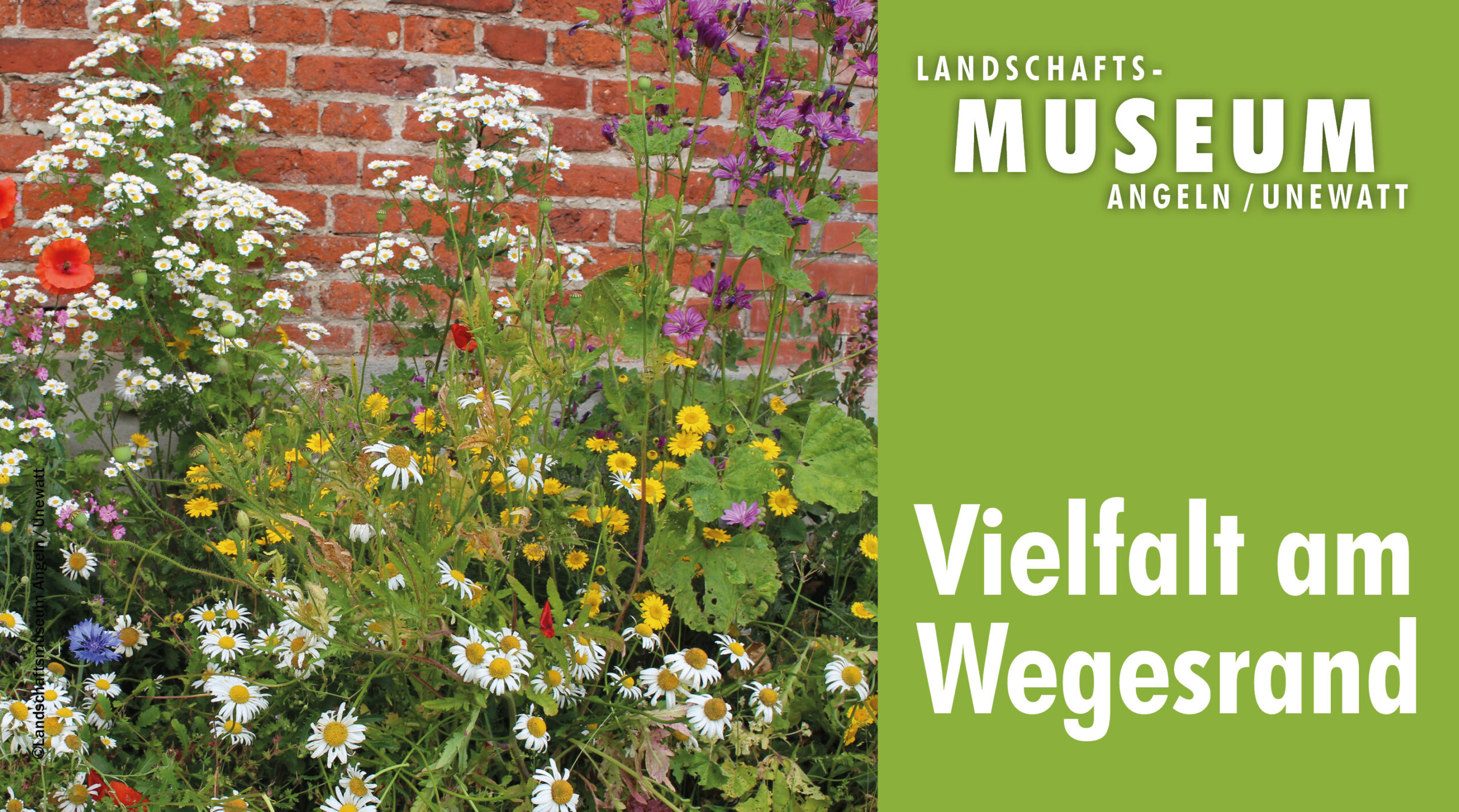 Vielfalt am Wegesrand