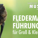 Fledermaus-Führung für Groß & Klein