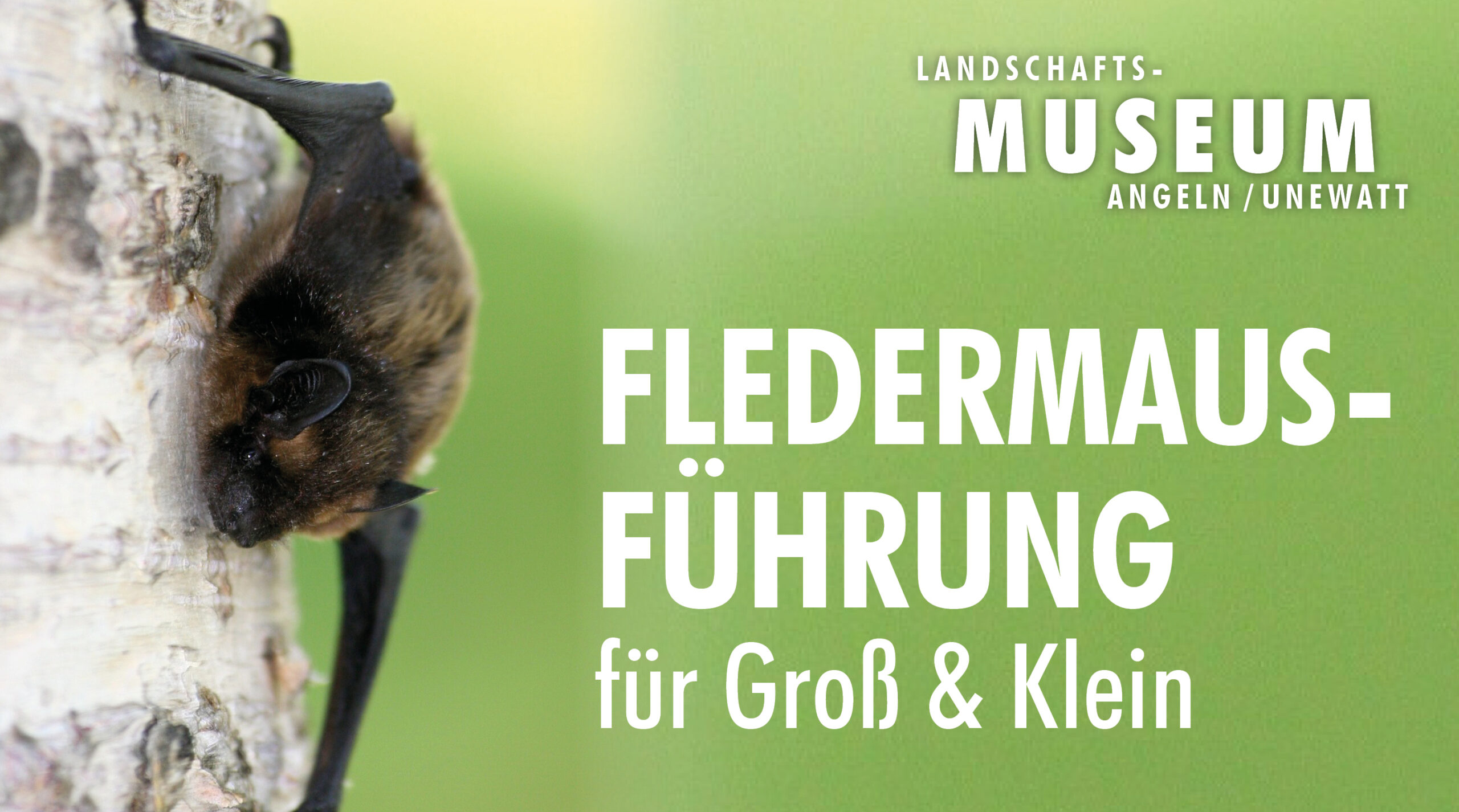 Fledermaus-Führung für Groß & Klein